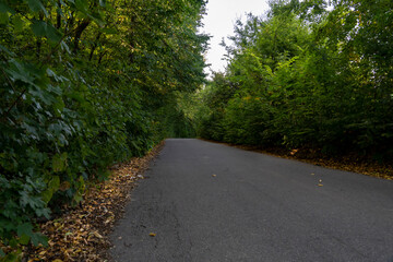 Fototapeta premium Empty asphalt road surrounded by green trees and foliage with fallen leaves. Outdoor landscape photography.