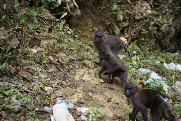 group of black Sulawesi monkeys
