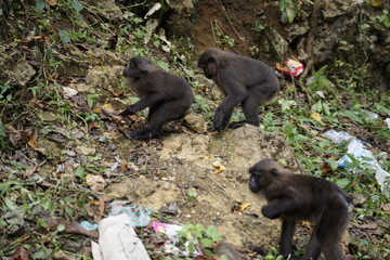 mother and baby baboon