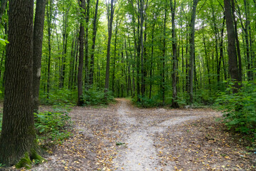 Forest path dividing into two trails among tall trees with green foliage. Nature landscape photography. Summer woodland and hiking concept.