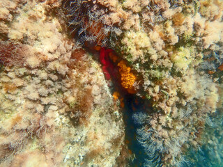 stella marina nella fenditura roccia 1665