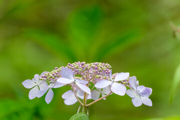初夏の緑に映える薄紫色のガクアジサイの花
