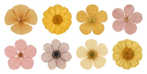 Pressed flowers in various colors.