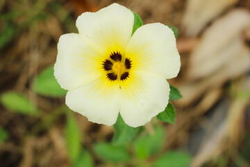 Turnera Subulata White Yellow Flower with Dark Center in Natural Garden