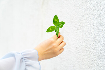 Child hands holding green four leaf clover on white background. Studio close up photography. Luck and nature concept. St Patrick’s Day celebration. Design for postcard, greeting card, invitation, post