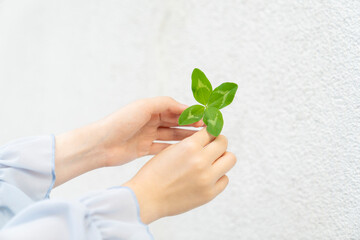 Child hands holding green four leaf clover on white background. Studio close up photography. Luck and nature concept. St Patrick’s Day celebration. Design for postcard, greeting card, invitation, post