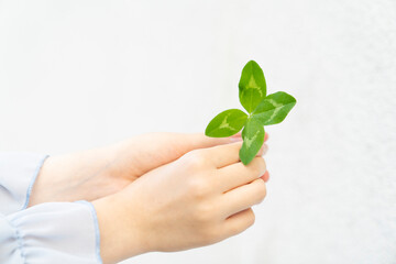 Child hands holding green four leaf clover on white background. Studio close up photography. Luck and nature concept. St Patrick’s Day celebration. Design for postcard, greeting card, invitation, post