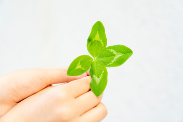 Child hands holding green four leaf clover on white background. Studio close up photography. Luck and nature concept. St Patrick’s Day celebration. Design for postcard, greeting card, invitation, post