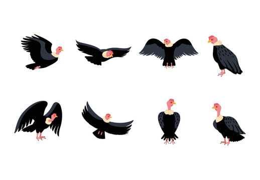 Black And Red Condor Bird Animal Illustrations Set