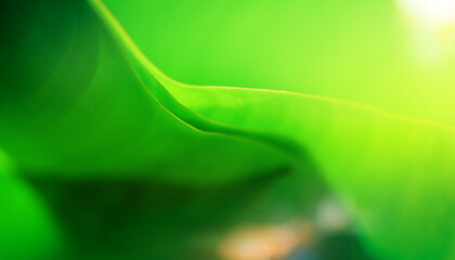 Nature of green leaf in garden at summer. Natural green leaves plants using as spring background cover page greenery environment ecology wallpaper