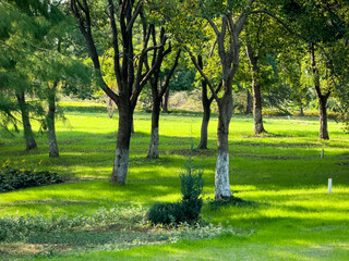 Embrace Tranquility: A Lush Green Woodland Landscape Awaits You