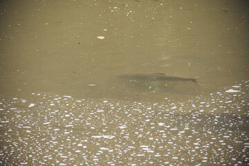 A single fish swimming under murky pond water with bubbles floating on the surface