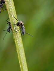 black ants walk on a wet green leaf in the morning.
