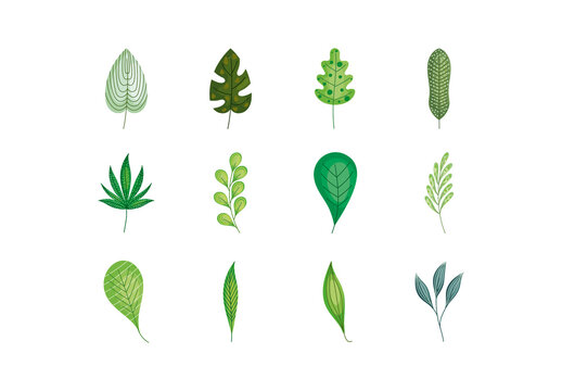 Green Leaves Nature Plants Illustrations Set