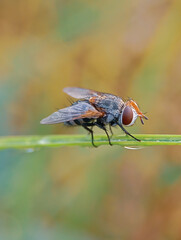A housefly rests on a blade of grass with dewdrops in the morning.
