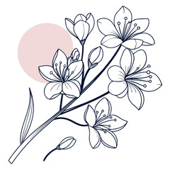 Elegant minimalist line art illustration of delicate cherry blossom flowers and buds with a soft pink circle in the background