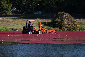 Carver, United States - 30 September 2020: View of a cranberry bog harvest with a tractor amidst a sea of crimson berries, reflecting the clear sky and surrounding green landscape.