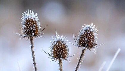 Three dried thistle heads, frosted with delicate ice crystals, stand out against a soft, muted winter backdrop.
