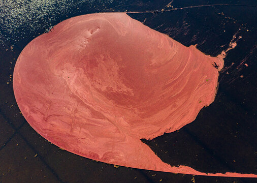 Aerial view of a cranberry bog bursting with the vibrant crimson of ripe berries against the dark earth, a striking contrast of color and texture, Carver, Massachusetts, United States.
