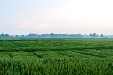 Tranquil Green Fields Under a Soft Morning Sky in Rural Landscape