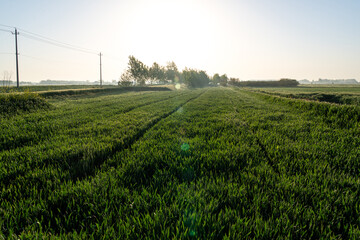 Breathtaking Morning Glow Over Lush Green Fields in Tranquil Farmland