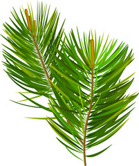 Fir Tree Branch