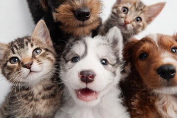 Fototapeta premium Cute puppies and kittens looking at the camera, showcasing their playful curiosity and innocence.