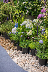 Vibrant Floral Pathway Displaying a Colorful Array of Blooming Plants