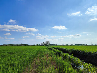 Lush Green Rice Fields Under Vibrant Blue Skies with Fluffy Clouds