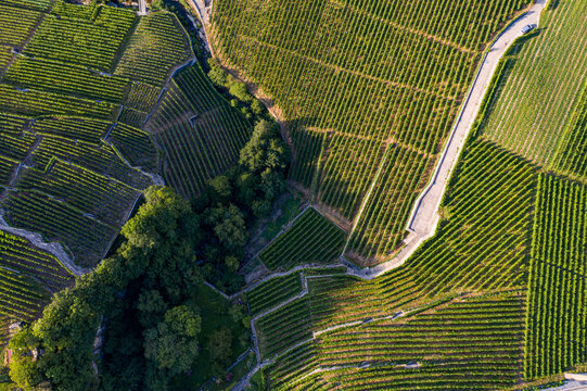 Aerial view of verdant vineyards cascade down the slopes, bordered by a winding road and patches of dark green trees, contrasting with the golden sunlight, Puidoux, Vaud, Switzerland.