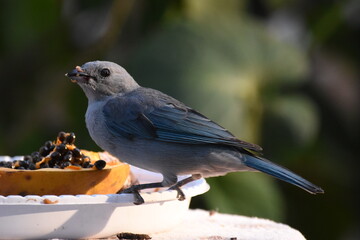 sparrow on a branch