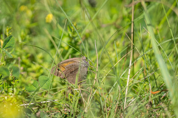 Meadow Brown Butterfly, Maniola jurtina Underside. Meadow Brown butterfly (Maniola jurtina) with closed wings and perched on blade of grass. 