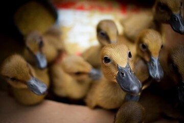 A group of cute ducklings in the coop