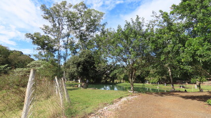 landscape with trees