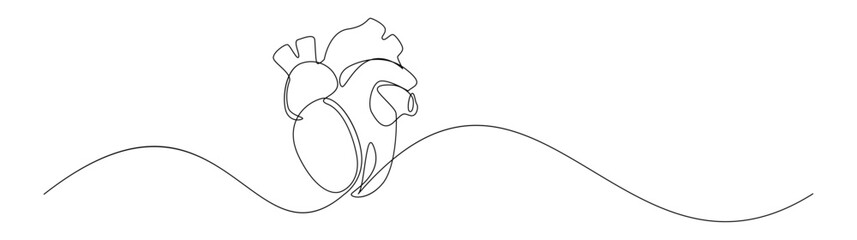 Anatomical Human Heart Continuous Line Art