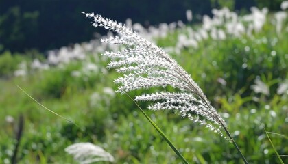 Fluffy white grass seedhead in field