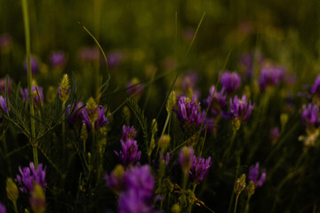 Thick forest flowers in deep shadow