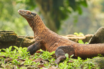 A large Komodo dragon walks on the ground among the green plants and rocks with natural background