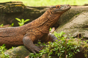 A large Komodo dragon walks on the ground among the green plants and rocks                              