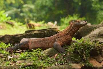 A large Komodo dragon walks on the ground among the green plants and rocks