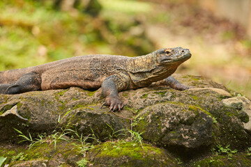 A Komodo dragon is lying on a mossy rock in a natural environment. Its rough, scaly skin and powerful body make it appear strong and dominant, blending well with the earthy surroundings.