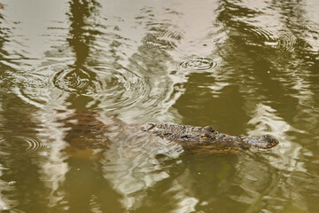 A crocodile partially submerged in murky water, only its eyes, snout, and part of its body visible on the calm water surface with small ripples, and tree reflection.