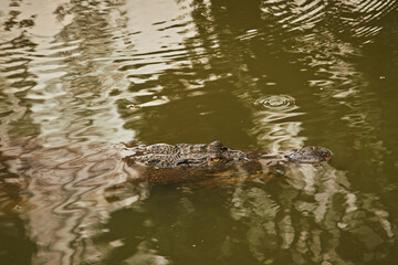 A crocodile partially submerged in murky water, only its eyes, snout, and part of its body visible on the calm water surface with small ripples, and tree reflection.