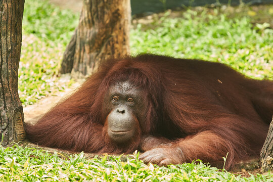 An orangutan is lying on the grass under the trees, resting peacefully. Its reddish-brown fur covers its body, and it has a calm, gentle expression on its face while looking forward. - Powered by Adobe