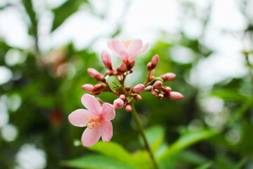 Pink Ixora Chinensis Flower Blooming in Tropical Garden Close-up