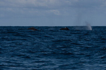 Fototapeta premium Humpback whale in Itacaré Bahia Brazil ocean at sunset with blue textured sea sky and tropical nature wildlife photography baleia jubarte 