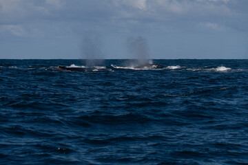 Humpback whale in Itacaré Bahia Brazil ocean at sunset with blue textured sea sky and tropical nature wildlife photography baleia jubarte 