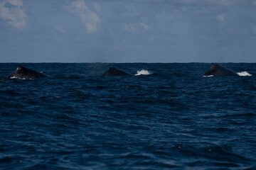 Fototapeta premium Humpback whale in Itacaré Bahia Brazil ocean at sunset with blue textured sea sky and tropical nature wildlife photography baleia jubarte 