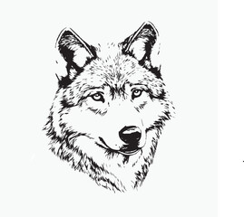 wolf head illustration