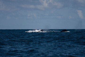 Humpback whale in Itacaré Bahia Brazil ocean at sunset with blue textured sea sky and tropical nature wildlife photography baleia jubarte 